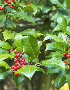 American Holly