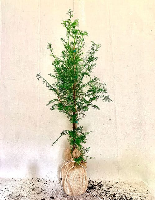 Dawn Redwood Tree - Old House Trees