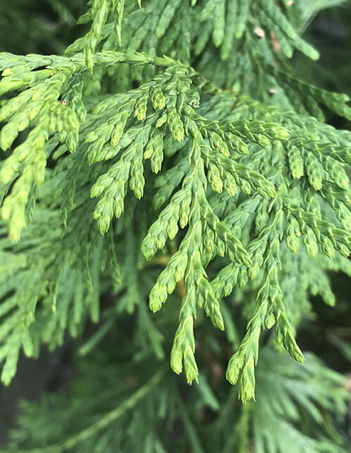Green Giant Arborvitae
