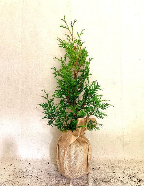 Green Giant Arborvitae