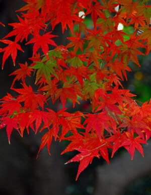 Japanese Red Maple