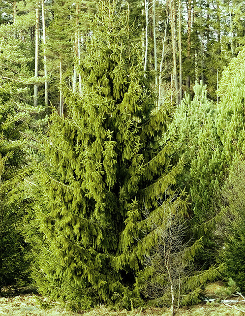 Norway Spruce
