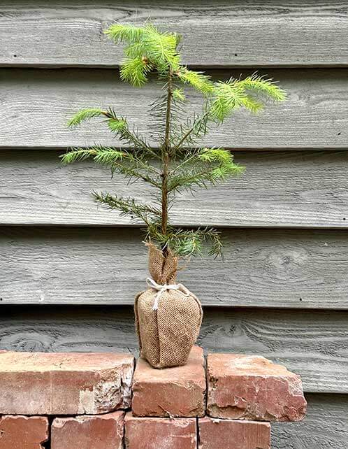 Douglas Fir