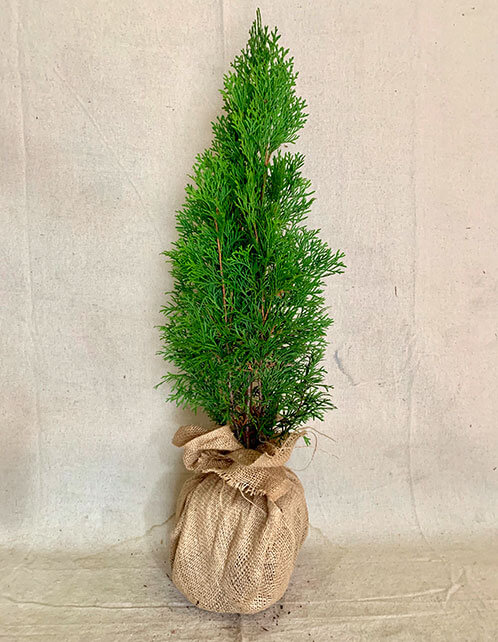 Emerald Green Arborvitae