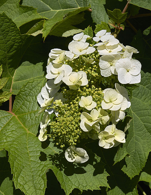 Oakleaf Hydrangea