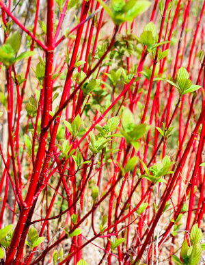 Red Twig Dogwood