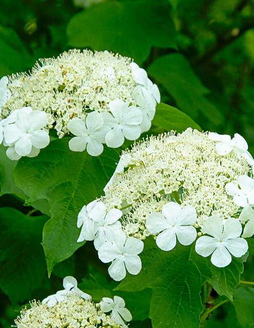 Blackhaw Viburnum
