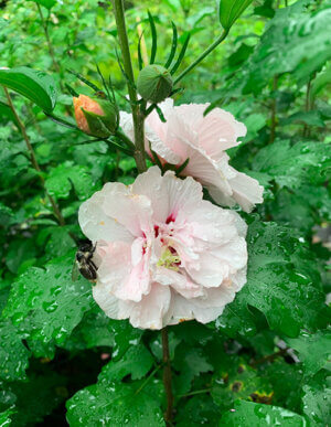 Pink Rose of Sharon