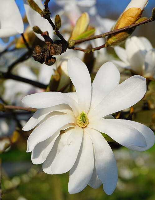 Royal Star Magnolia