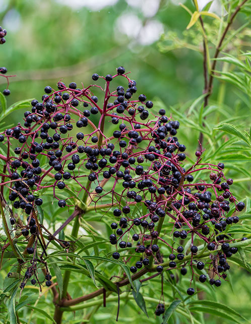 American Elderberry