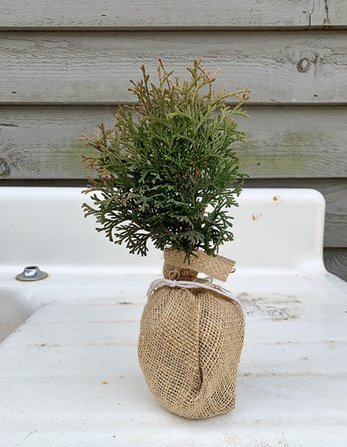 Danica Globe Arborvitae