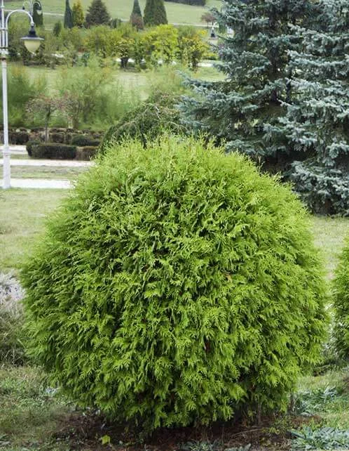 Danica Globe Arborvitae | Thuja occidentalis 'Danica' - Old House Trees
