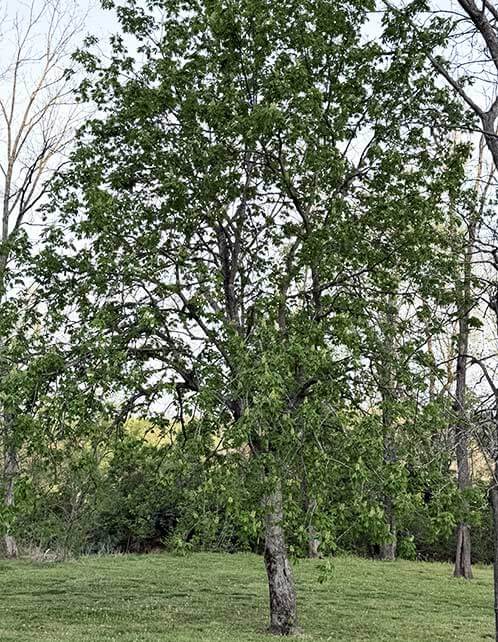 Yellow Buckeye
