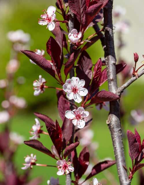 Purpleleaf Sand Cherry
