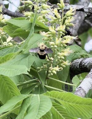 Yellow Buckeye