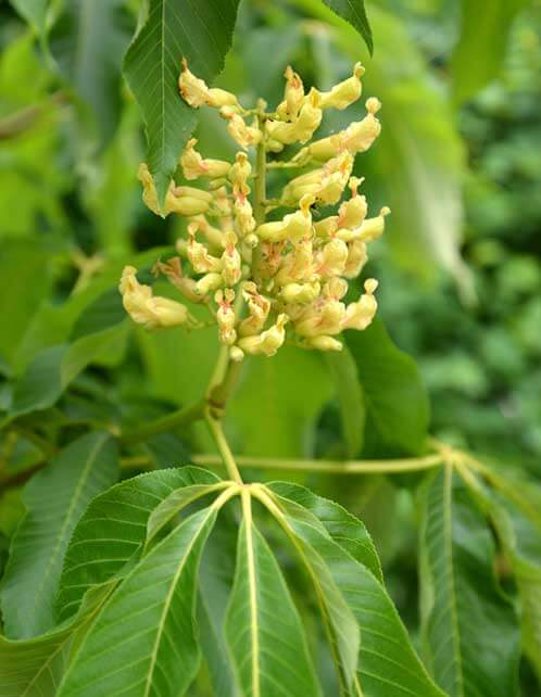 Yellow Buckeye