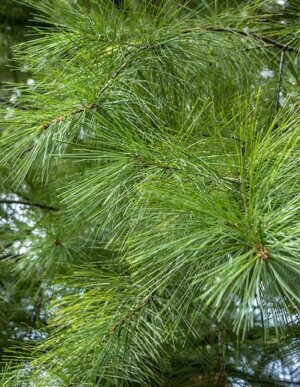 Eastern White Pine