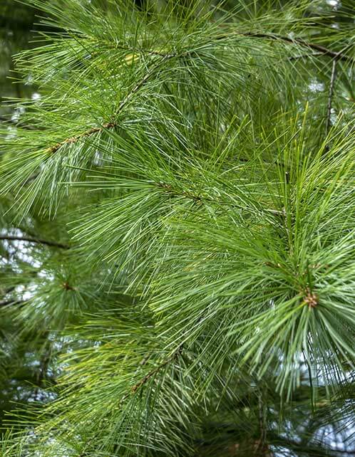 Eastern White Pine