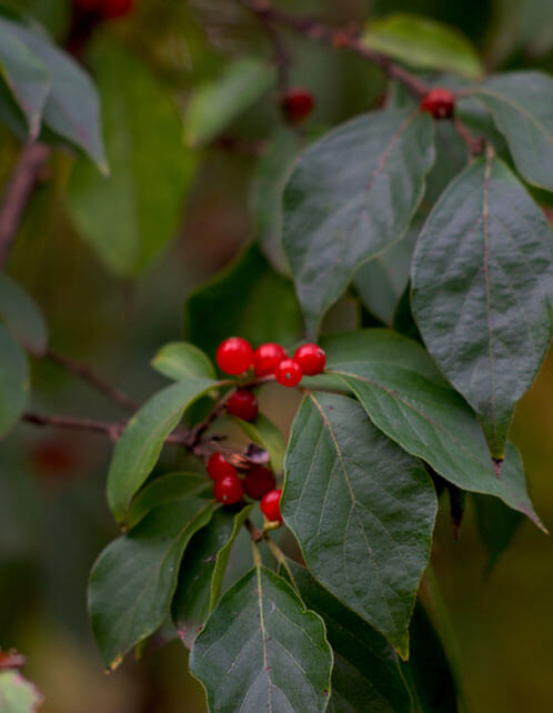 Winterberry Holly