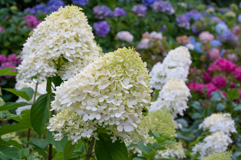 hydrangeas