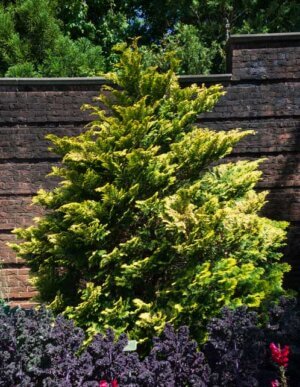 Golden Hinoki Cypress