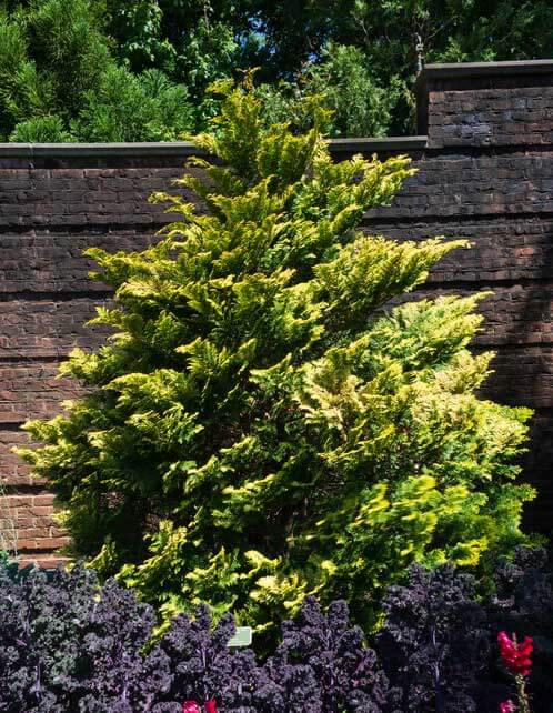 Golden Hinoki Cypress