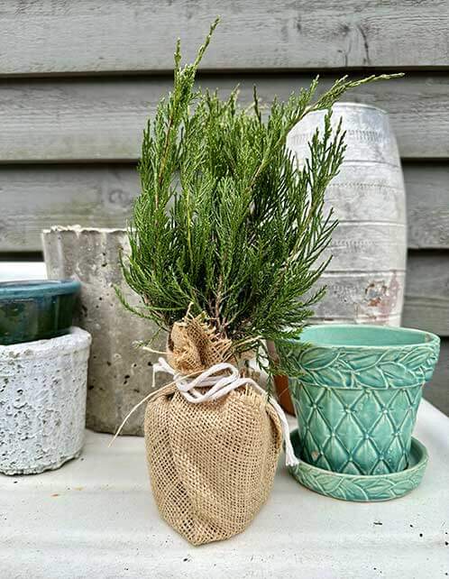 Sea Green Juniper