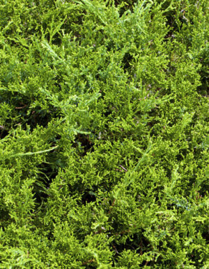 Sea Green Juniper