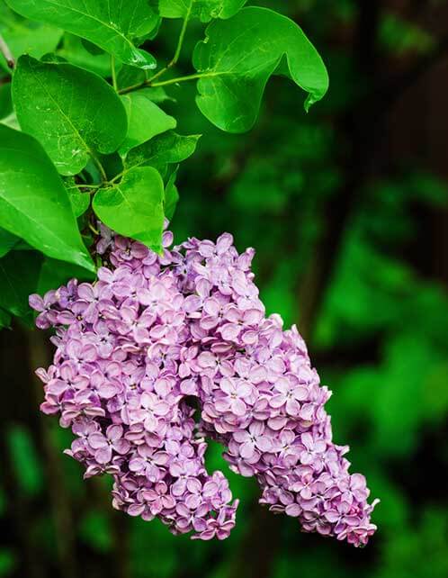 Common Lilac