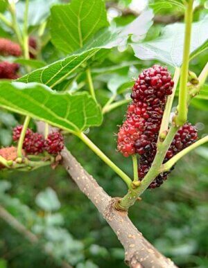 Red Mulberry