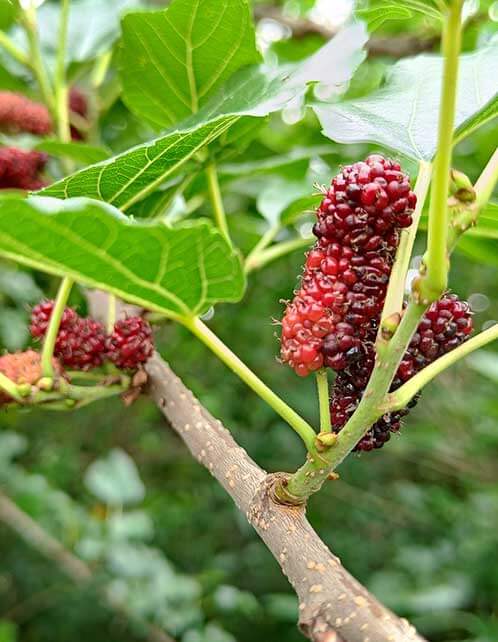 Red Mulberry