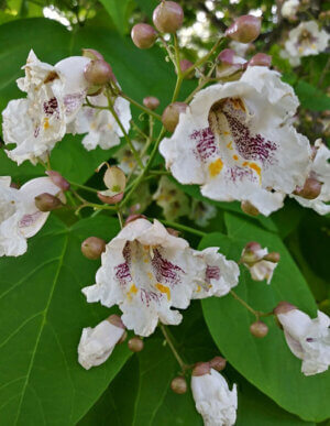 Northern Catalpa