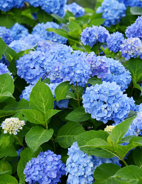 Nikko Blue Hydrangea