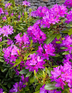 Herbert Evergreen Azalea