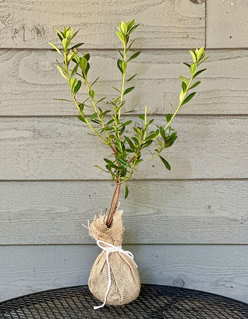 Herbert Evergreen Azalea