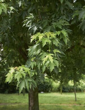 Silver Maple