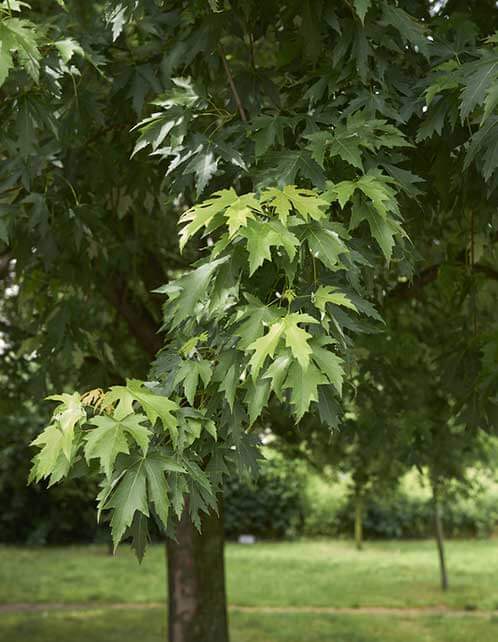 Silver Maple