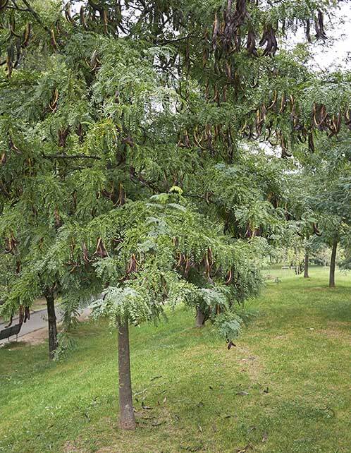 thornless honey locust