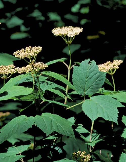 Mapleleaf Viburnum