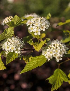 Common Ninebark