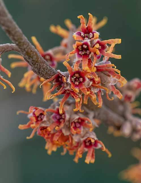 Vernal Witch Hazel