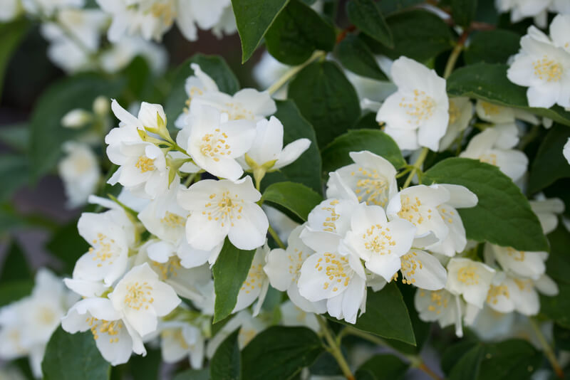 Mock Orange