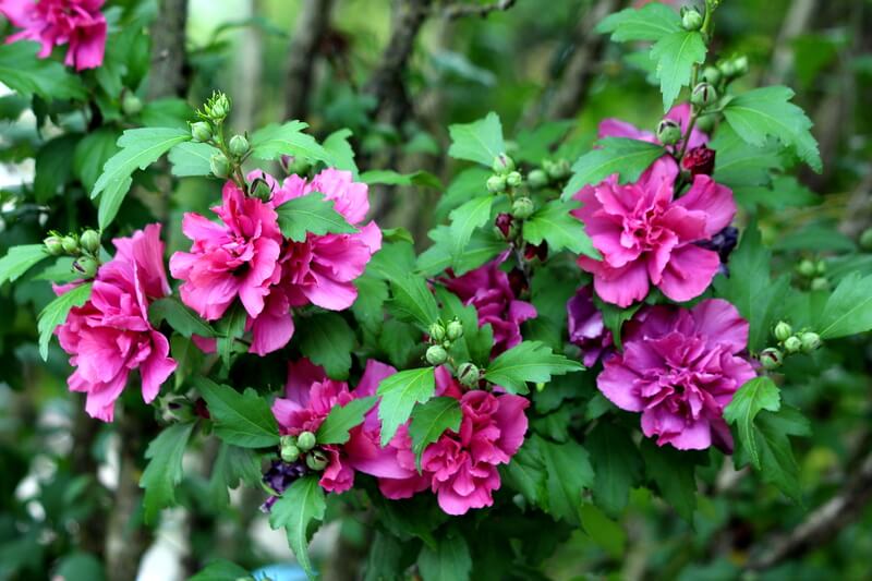 Rose Of Sharon