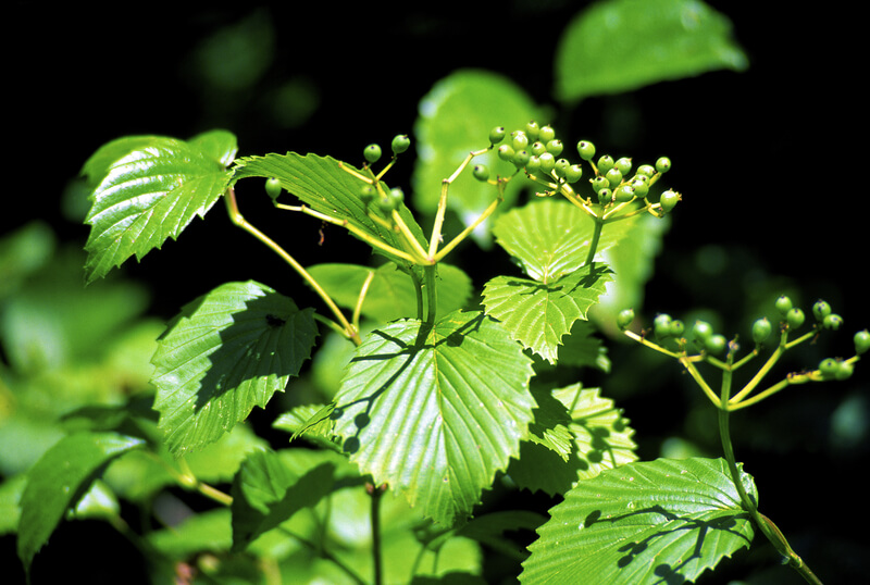 Arrowwood Viburnum