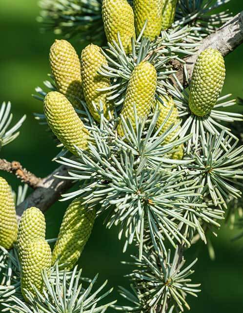 Atlas Cedar