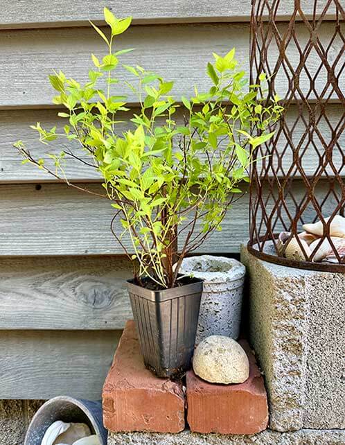 Lemon Princess Spirea