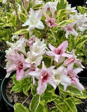 Variegated Weigela