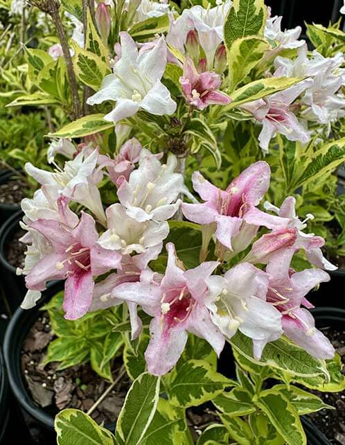 Variegated Weigela