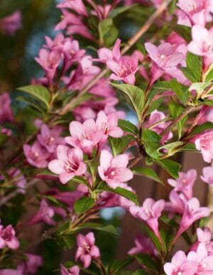 Pink Weigela
