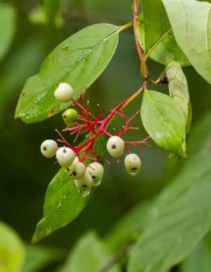 Gray Dogwood